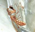 Mantispa_styriaca_F2205_Z_82_Les Gris_Frankrijk